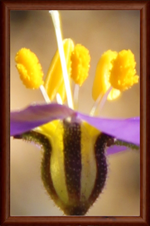 Beautiful Flowers London Art Exhibit